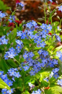 Semperflorens True Forget-Me-Not (Myosotis Scorpioides) - 5 Pack Of Quart Pots -Shrub Plant Shop Myosotis Semperflorens True Forget Me Not 5