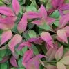 Blush Pink Nandina - 6 Pack Of 1 Gallon Pots