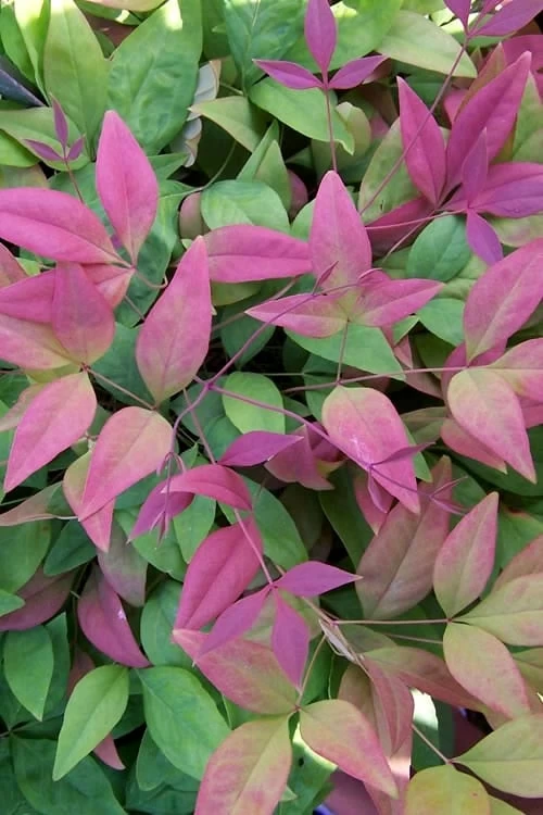 Blush Pink Nandina - 6 Pack Of 1 Gallon Pots 1 Blush Pink Nandina - 6 Pack Of 1 Gallon Pots
