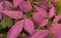 Blush Pink Nandina - 6 Pack Of 1 Gallon Pots 11 Blush Pink Nandina - 6 Pack Of 1 Gallon Pots -Shrub Plant Shop Nandina Blush Pink Foliage Closeup 1
