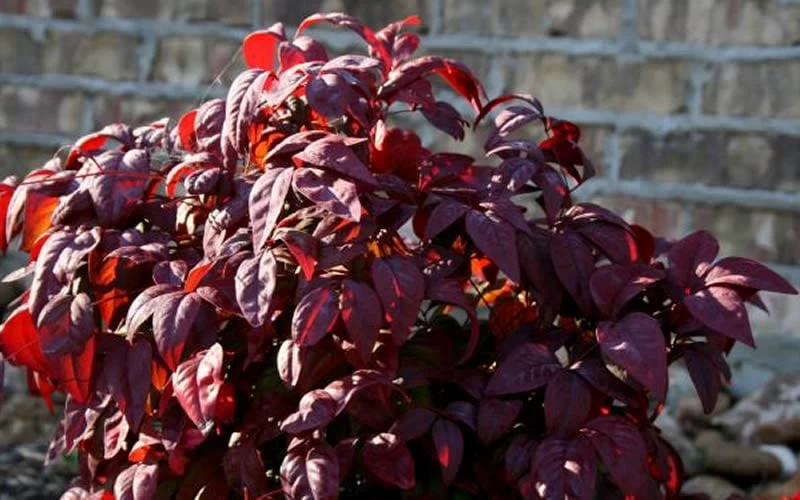 Blush Pink Nandina - 6 Pack Of 1 Gallon Pots 6 Blush Pink Nandina - 6 Pack Of 1 Gallon Pots - Image 6