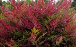 Obsession Nandina - 1 Gallon Pot 10 Obsession Nandina - 1 Gallon Pot -Shrub Plant Shop NandinaObsession 3
