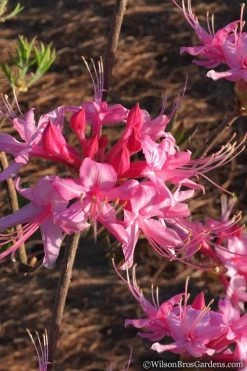 Candy Striper Native Azalea - Rhododendron Canescens - 3 Gallon Pot -Shrub Plant Shop Native Azalea Candy Striper 2
