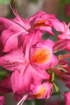 Country Cousin Pink Aromi Azalea (Rhododendron Hybrid) - 1 Gallon Pot -Shrub Plant Shop Native Azalea Country Cousin 3