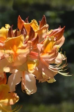 Dancing Rabbit Aromi Azalea (Rhododendron Hybrid) - 3 Gallon Pot -Shrub Plant Shop Native Azalea Dancing Rabbit 2
