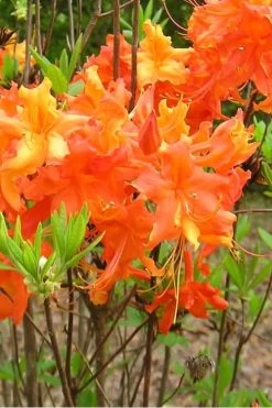 Frontier Gold Aromi Azalea (Rhododendron Hybrid) - 1 Gallon Pot 9 Frontier Gold Aromi Azalea (Rhododendron Hybrid) - 1 Gallon Pot -Shrub Plant Shop Native Azalea Frontier Gold 2