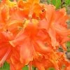 Frontier Gold Aromi Azalea (Rhododendron Hybrid) - 1 Gallon Pot