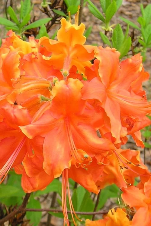 Frontier Gold Aromi Azalea (Rhododendron Hybrid) - 1 Gallon Pot 1 Frontier Gold Aromi Azalea (Rhododendron Hybrid) - 1 Gallon Pot