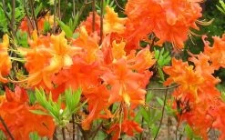 Frontier Gold Aromi Azalea (Rhododendron Hybrid) - 1 Gallon Pot 8 Frontier Gold Aromi Azalea (Rhododendron Hybrid) - 1 Gallon Pot -Shrub Plant Shop Native Azalea Frontier Gold 4
