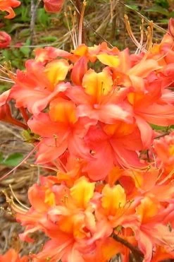 King's Trumpeter Aromi Azalea (Rhododendron Hybrid) - 3 Gallon Pot