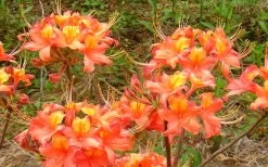 King's Trumpeter Aromi Azalea (Rhododendron Hybrid) - 3 Gallon Pot -Shrub Plant Shop Native Azalea Kings Trumpeter 3