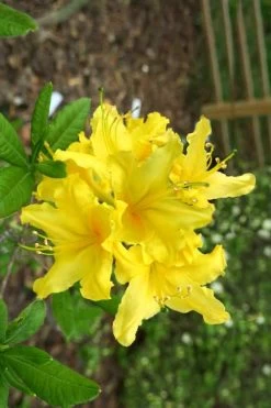 Lemonade Aromi Azalea (Rhododendron Hybrid) - 1 Gallon Pot 7 Lemonade Aromi Azalea (Rhododendron Hybrid) - 1 Gallon Pot -Shrub Plant Shop Native Azalea Lemonade 10