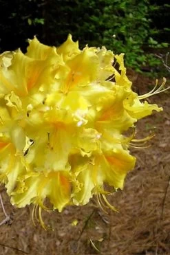 Lemonade Aromi Azalea (Rhododendron Hybrid) - 1 Gallon Pot