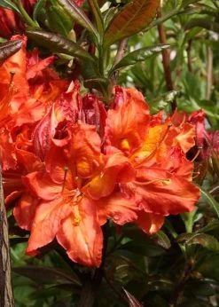 Mary Poppins Azalea (Rhododendron) - 5 Gallon Pot -Shrub Plant Shop Native Azalea Mary Poppins 5