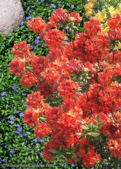 Mary Poppins Azalea (Rhododendron) - 5 Gallon Pot -Shrub Plant Shop Native Azalea Mary Poppins 6