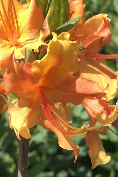 Orange Marmalade Native Azalea - 1 Gallon Pot 1 Orange Marmalade Native Azalea - 1 Gallon Pot