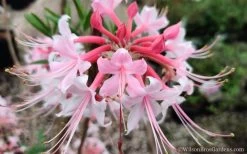 Varnadoes Phlox Pink Native Azalea - Rhododendron Canescens - 1 Gallon Pot -Shrub Plant Shop Native Azalea Phlox Pink 30