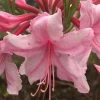 Spring Sensation Aromi Azalea (Rhododendron Hybrid) - 3 Gallon Pot