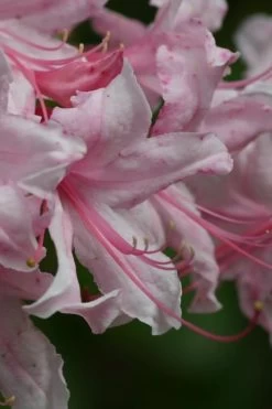 Spring Sensation Aromi Azalea (Rhododendron Hybrid) - 1 Gallon Pot 7 Spring Sensation Aromi Azalea (Rhododendron Hybrid) - 1 Gallon Pot -Shrub Plant Shop Native Azalea Spring Sensation 2 1