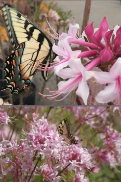 Varnadoes Phlox Pink Native Azalea - Rhododendron Canescens - 1 Gallon Pot -Shrub Plant Shop Native Azalea Varnadoes Pink Phlox 55