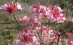 Varnadoes Phlox Pink Native Azalea - Rhododendron Canescens - 1 Gallon Pot -Shrub Plant Shop Native Azalea Varnadoes pink Blooms 3