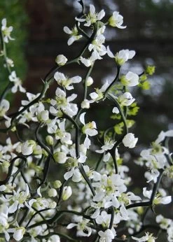 Flying Dragon Hardy Orange Tree - 3 Gallon Pot -Shrub Plant Shop Orange Flying Dragon 10