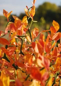 Flying Dragon Hardy Orange Tree - 3 Gallon Pot -Shrub Plant Shop Orange Flying Dragon 13