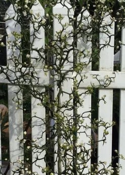 Flying Dragon Hardy Orange Tree - 3 Gallon Pot -Shrub Plant Shop Orange Flying Dragon 3