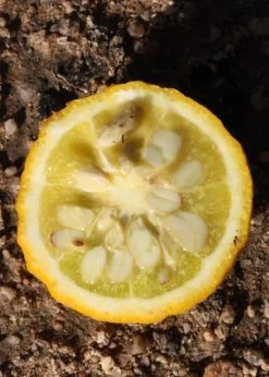 Flying Dragon Hardy Orange Tree - 3 Gallon Pot -Shrub Plant Shop Orange Flying Dragon 5