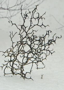 Flying Dragon Hardy Orange Tree - 3 Gallon Pot -Shrub Plant Shop Orange Flying Dragon 7