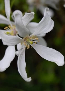 Flying Dragon Hardy Orange Tree - 3 Gallon Pot -Shrub Plant Shop Orange Flying Dragon 8