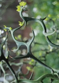 Flying Dragon Hardy Orange Tree - 3 Gallon Pot -Shrub Plant Shop Orange Flying Dragon 9