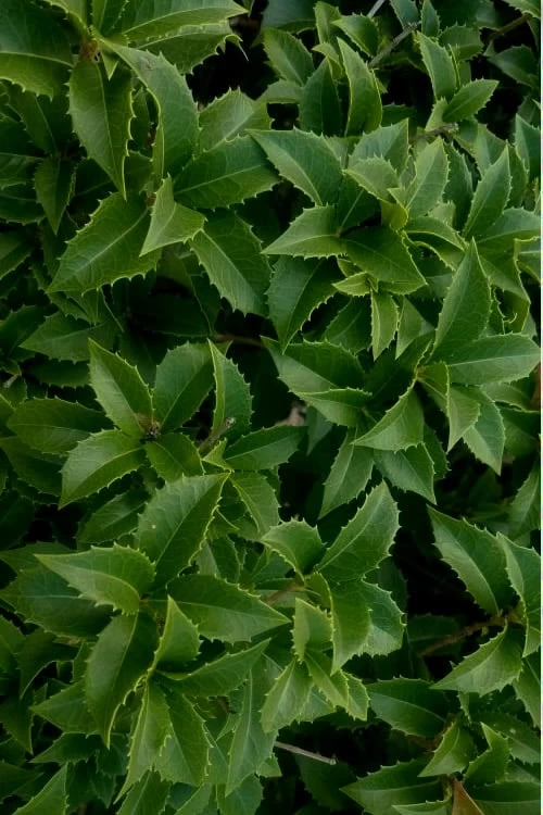 Wheeler's Cold Hardy Fragrant Tea Olive (Osmanthus) - 3 Gallon Pot 5 Wheeler's Cold Hardy Fragrant Tea Olive (Osmanthus) - 3 Gallon Pot - Image 5