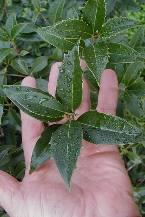 Wheeler's Cold Hardy Fragrant Tea Olive (Osmanthus) - 3 Gallon Pot 6 Wheeler's Cold Hardy Fragrant Tea Olive (Osmanthus) - 3 Gallon Pot - Image 6