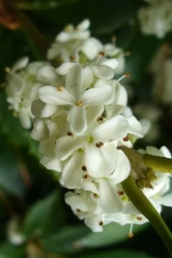 Wheeler's Cold Hardy Fragrant Tea Olive (Osmanthus) - 3 Gallon Pot 9 Wheeler's Cold Hardy Fragrant Tea Olive (Osmanthus) - 3 Gallon Pot -Shrub Plant Shop Osmanthus Carl Wheeler 9