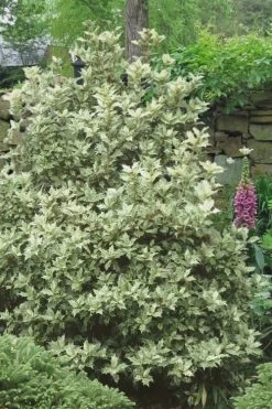 Goshiki Osmanthus (Variegated False Holly) - 5 Gallon Pot -Shrub Plant Shop Osmanthus Goshiki 20 1