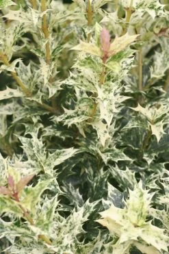 Goshiki Osmanthus (Variegated False Holly) - 2 Gallon Pot -Shrub Plant Shop Osmanthus Goshiki 21 3
