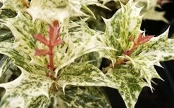 Goshiki Osmanthus (Variegated False Holly) - 5 Gallon Pot -Shrub Plant Shop Osmanthus Goshiki Foliage Closeup 2 1