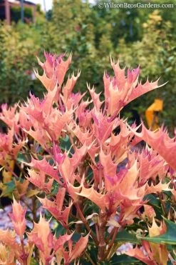 Party Lights Pink Flush Tea Olive - Osmanthus Heterophyllus - 5 Gallon Pot -Shrub Plant Shop Osmanthus Party Lights 11