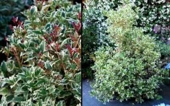 Fragrant Variegated Tea Olive - Osmanthus Heterophyllus 'Variegatus' - 3 Gallon Pot -Shrub Plant Shop Osmanthus Variegated False Holly 2