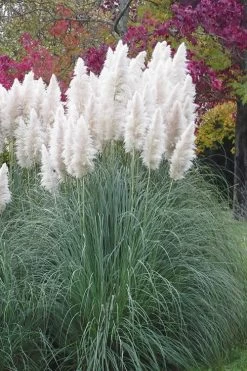 White Pampas Grass - 3 Gallon Pot -Shrub Plant Shop Pampas Grass White 11