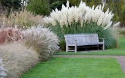 White Pampas Grass - 3 Gallon Pot -Shrub Plant Shop Pampas Grass White 6