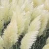 White Pampas Grass - 1 Gallon Pot