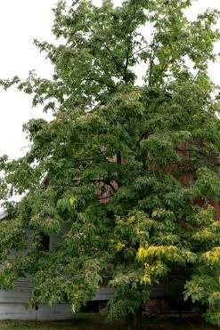 American Persimmon Tree (Diospyros Virginiana) - 1 Gallon Pot -Shrub Plant Shop Persimmon American 2