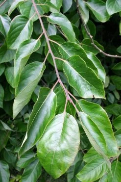 American Persimmon Tree (Diospyros Virginiana) - 1 Gallon Pot -Shrub Plant Shop Persimmon American 3