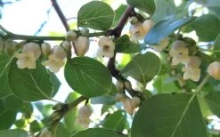 American Persimmon Tree (Diospyros Virginiana) - 1 Gallon Pot -Shrub Plant Shop Persimmon American 5