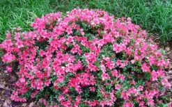 Chinzan Dwarf Azalea - 6 Pack Of 1 Gallon Pots -Shrub Plant Shop Picture Azalea Chinzan 2