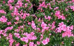 Chinzan Dwarf Azalea - 6 Pack Of 1 Gallon Pots -Shrub Plant Shop Picture Azalea Chinzan