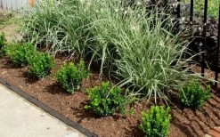 Baby Gem Boxwood - 2 Gallon Pot -Shrub Plant Shop Picture Boxwood Baby Gem Edger