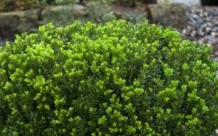 Baby Gem Boxwood - 2 Gallon Pot -Shrub Plant Shop Picture Boxwood Baby Gem Leaves